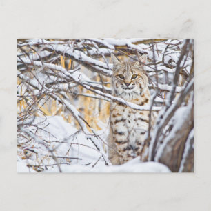 USA, Wyoming, Rotluchs Postkarte
