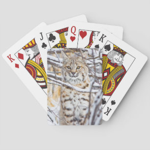 USA, Wyoming, Rotluchs Spielkarten