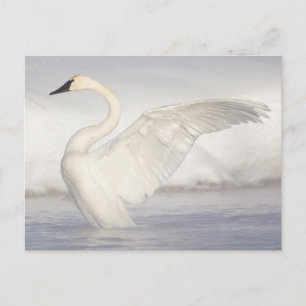 USA, Wyoming, Trompeter-Schwan spreizt Flügel Postkarte