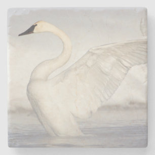 USA, Wyoming, Trompeter-Schwan streckt Flügel Steinuntersetzer
