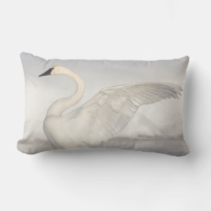USA, Wyoming, Trumpeter Swan zieht Flügel Lendenkissen