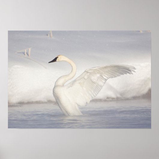 USA, Wyoming, Trumpeter Swan zieht Flügel Poster (Vorne)