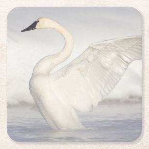 USA, Wyoming, Trumpeter Swan zieht Flügel Rechteckiger Pappuntersetzer