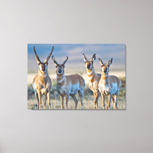 USA, Wyoming, vier Pronghorn-Antilopenböcke Leinwanddruck