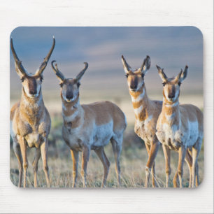 USA, Wyoming, vier Pronghorn-Antilopenböcke Mousepad