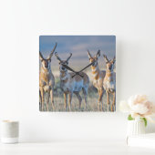 USA, Wyoming, vier Pronghorn Antilopendollars Quadratische Wanduhr (Zuhause)
