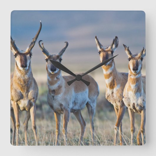 USA, Wyoming, vier Pronghorn Antilopendollars Quadratische Wanduhr (Vorderseite)