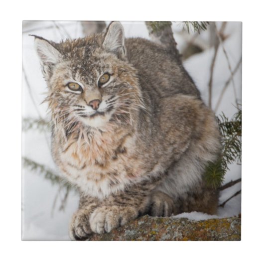 USA, Wyoming, Yellowstone National Park, Bobcat Fliese (Vorderseite)