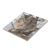 USA, Wyoming, Yellowstone National Park, Bobcat Fliese (Seite)