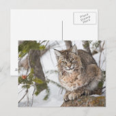 USA, Wyoming, Yellowstone National Park, Bobcat Postkarte (Vorne/Hinten)