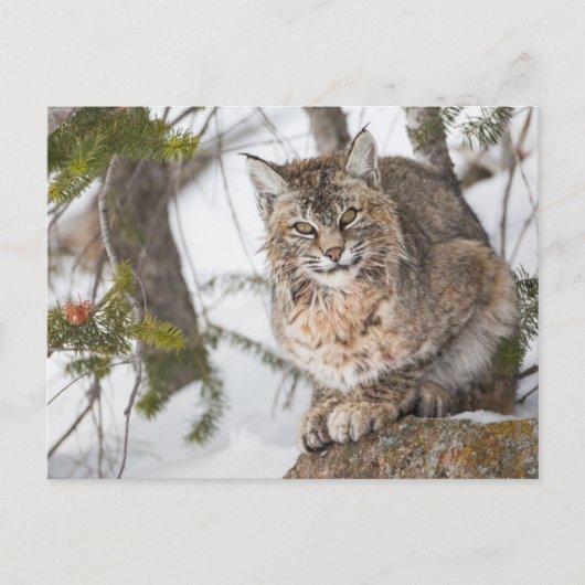 USA, Wyoming, Yellowstone National Park, Bobcat Postkarte (Vorderseite)