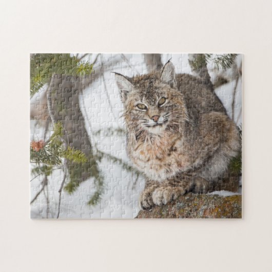 USA, Wyoming, Yellowstone National Park, Bobcat Puzzle (Horizontal)