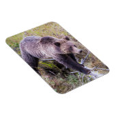 USA, Wyoming, Yellowstone National Park, Grizzy 1 Magnet (Rechte Seite)
