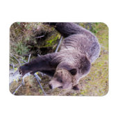 USA, Wyoming, Yellowstone National Park, Grizzy 1 Magnet (Horizontal)