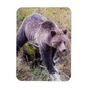 USA, Wyoming, Yellowstone National Park, Grizzy 1 Magnet