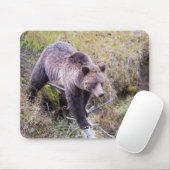 USA, Wyoming, Yellowstone National Park, Grizzy 1 Mousepad (Mit Mouse)