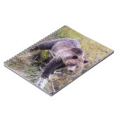 USA, Wyoming, Yellowstone National Park, Grizzy 1 Notizblock (Linke Seite)