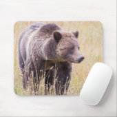 USA, Wyoming, Yellowstone National Park, Grizzy 3 Mousepad (Mit Mouse)