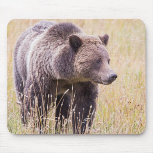 USA, Wyoming, Yellowstone National Park, Grizzy 3 Mousepad (Vorne)