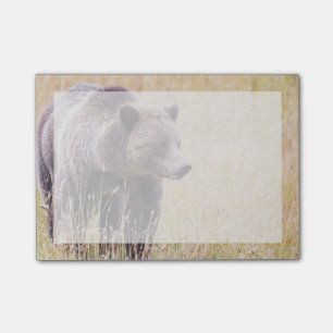 USA, Wyoming, Yellowstone National Park, Grizzy 3 Post-it Klebezettel