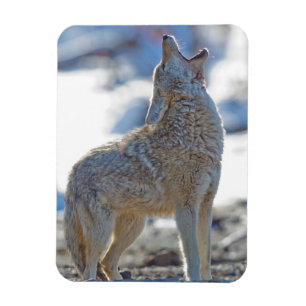USA, Wyoming, Yellowstone National Park, Kojote Magnet