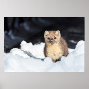 USA, Wyoming, Yellowstone National Park Poster