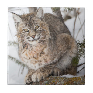 USA, Wyoming, Yellowstone-Nationalpark, Bobcat Fliese