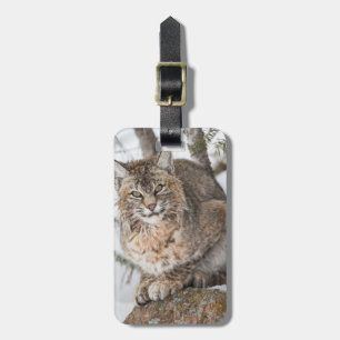 USA, Wyoming, Yellowstone-Nationalpark, Bobcat Gepäckanhänger
