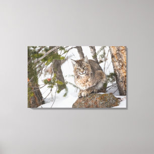 USA, Wyoming, Yellowstone-Nationalpark, Bobcat Leinwanddruck