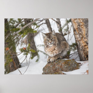 USA, Wyoming, Yellowstone-Nationalpark, Bobcat Poster