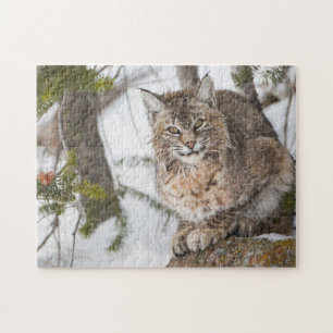 USA, Wyoming, Yellowstone-Nationalpark, Bobcat Puzzle