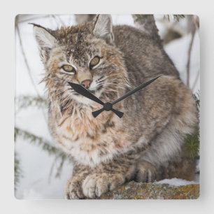 USA, Wyoming, Yellowstone-Nationalpark, Bobcat Quadratische Wanduhr