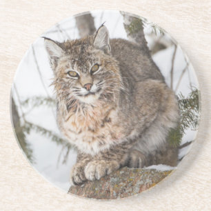 USA, Wyoming, Yellowstone-Nationalpark, Bobcat Sandstein Untersetzer