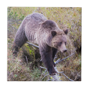 USA, Wyoming, Yellowstone Nationalpark, Grizzly 1 Fliese
