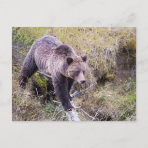 USA, Wyoming, Yellowstone-Nationalpark, Grizzly 1 Postkarte