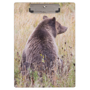 USA, Wyoming, Yellowstone-Nationalpark, Grizzly 2 Klemmbrett