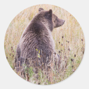 USA, Wyoming, Yellowstone-Nationalpark, Grizzly 2 Runder Aufkleber