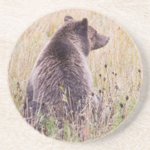 USA, Wyoming, Yellowstone-Nationalpark, Grizzly 2 Untersetzer