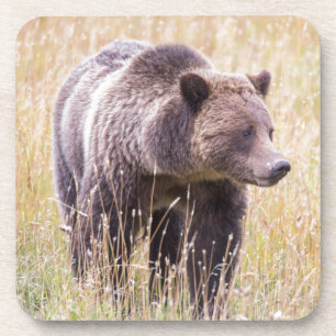 USA, Wyoming, Yellowstone-Nationalpark, Grizzly 3 Getränkeuntersetzer