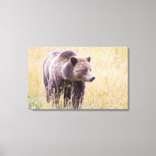 USA, Wyoming, Yellowstone-Nationalpark, Grizzly 3 Leinwanddruck