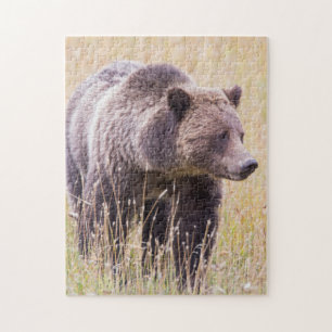 USA, Wyoming, Yellowstone-Nationalpark, Grizzly 3 Puzzle