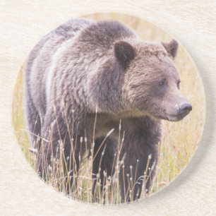 USA, Wyoming, Yellowstone-Nationalpark, Grizzly 3 Sandstein Untersetzer