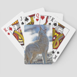 USA, Wyoming, Yellowstone Nationalpark, Kojote Spielkarten