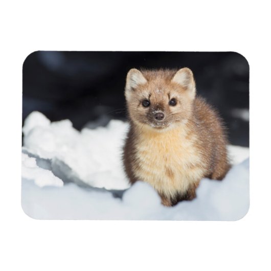 USA, Wyoming, Yellowstone Nationalpark Magnet (Horizontal)