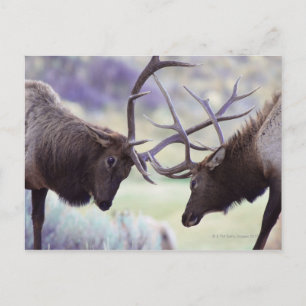 USA, Wyoming, Yellowstone Nationalpark Postkarte