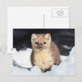 USA, Wyoming, Yellowstone Nationalpark Postkarte (Vorne/Hinten)