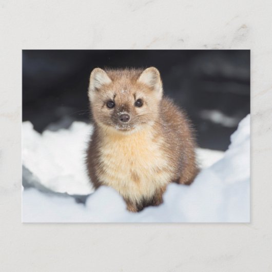 USA, Wyoming, Yellowstone Nationalpark Postkarte (Vorderseite)