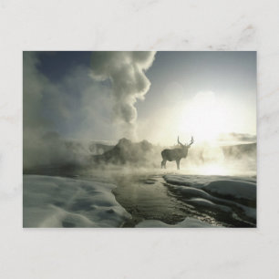USA, Wyoming, Yellowstone-Nationalpark. Sonnenaufg Postkarte