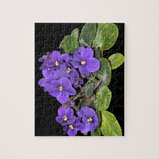 Usambaraveilchen Puzzle (Vertikal)