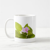 Usambaraveilchen - Saintpaulia ionantha Kaffeetasse (Links)